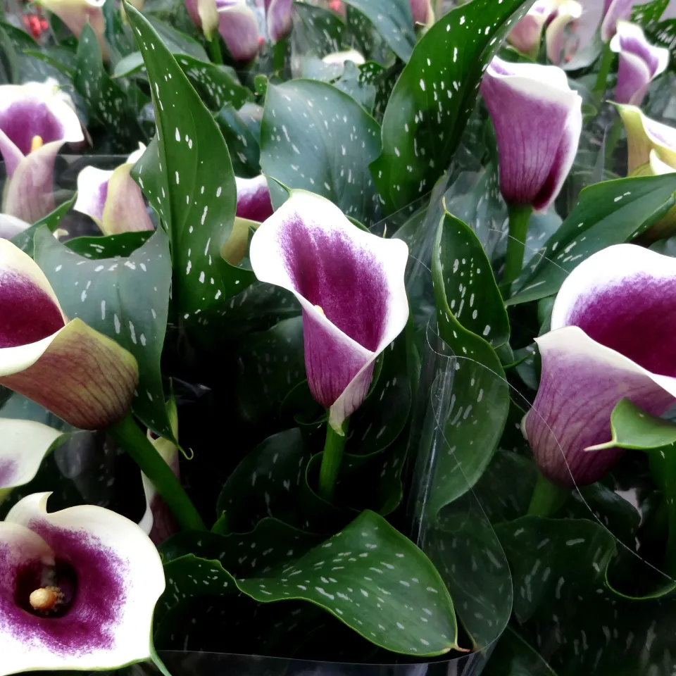 Wenn Zimmerpflanzen durstig sind