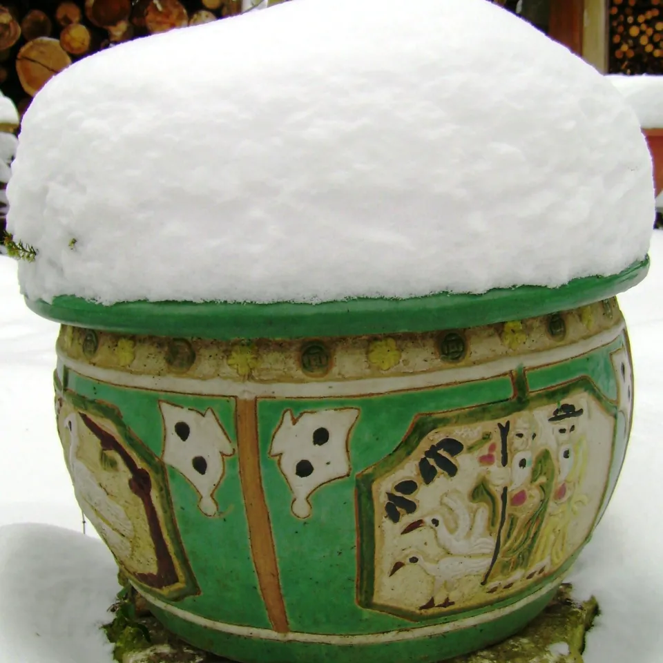 Pflanzen im Garten vor Frost schützen