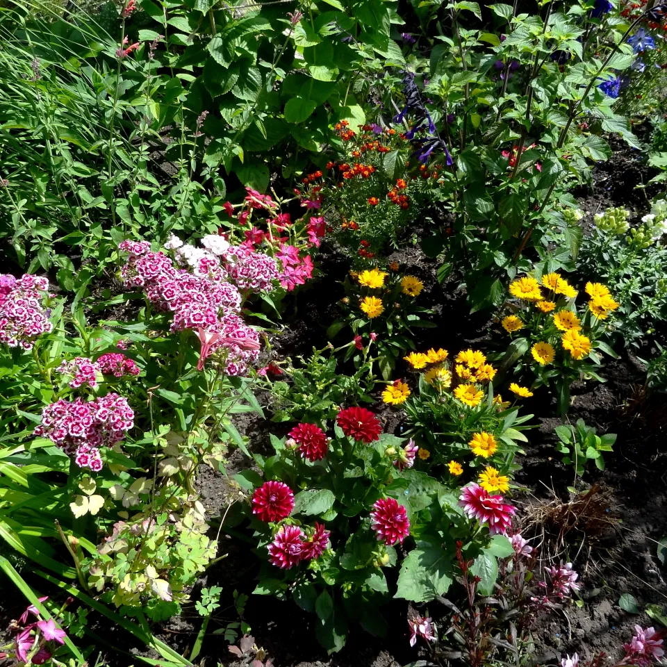 Was ist zu tun, wenn Sommerblumen im Garten rosten?