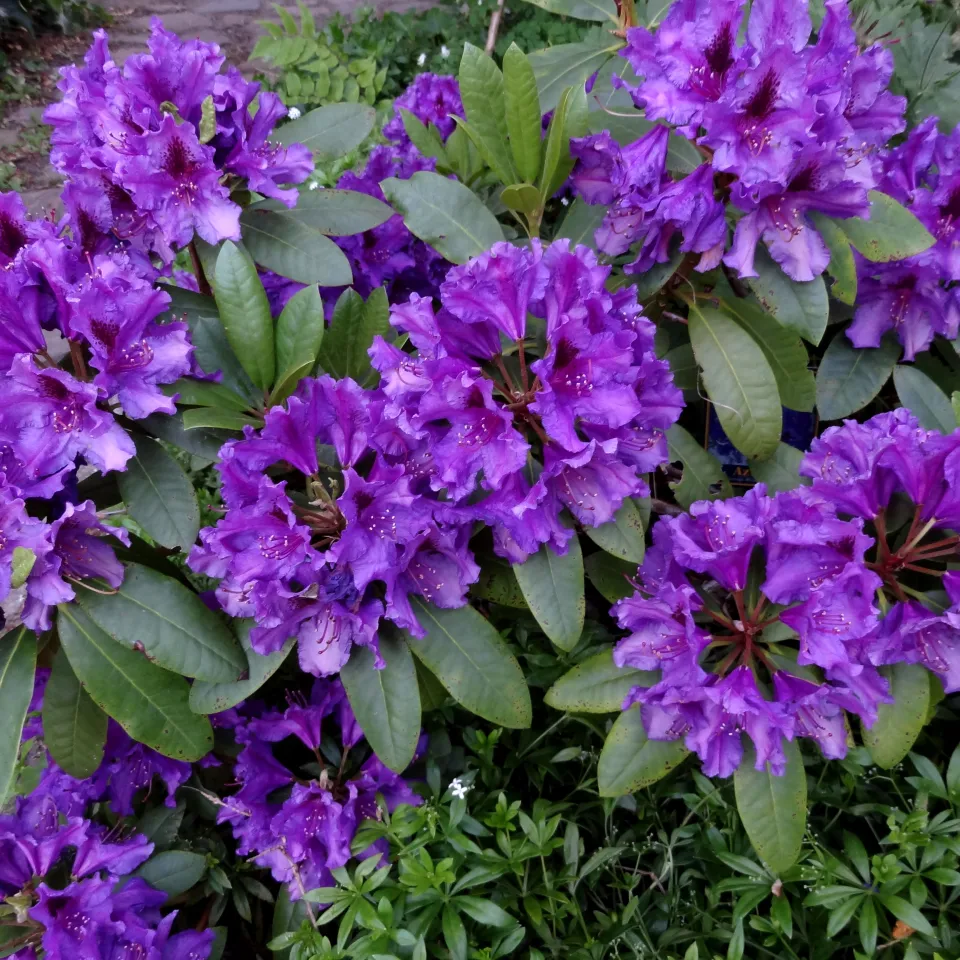 Wenn Pflanzen Gelbsucht bekommen .........