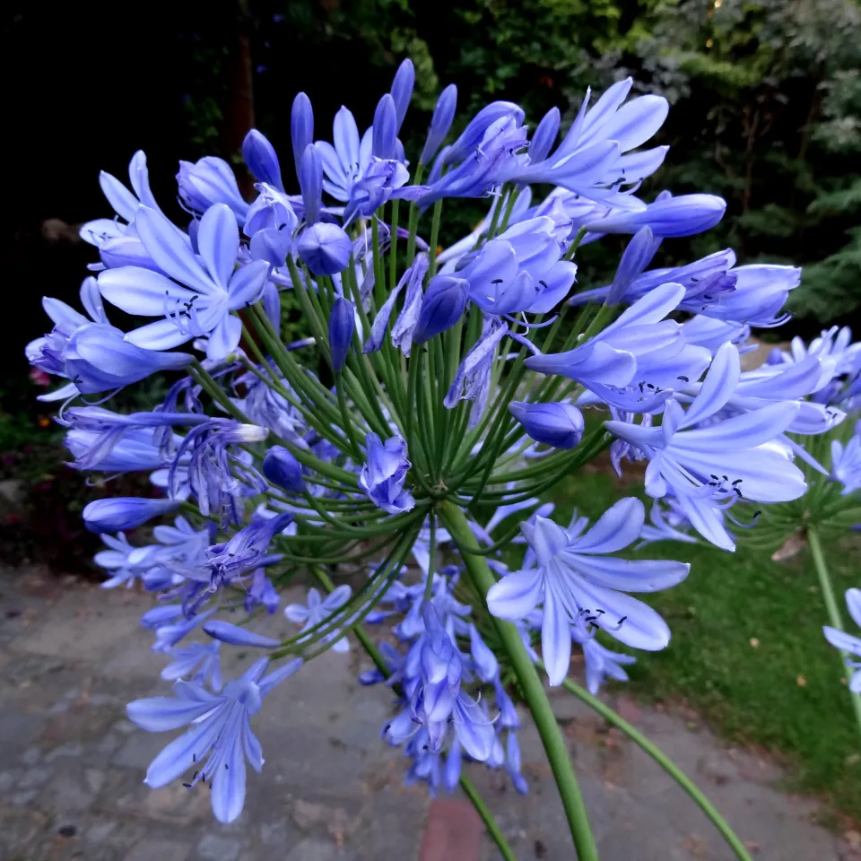 Ärger mit dem Agapanthus