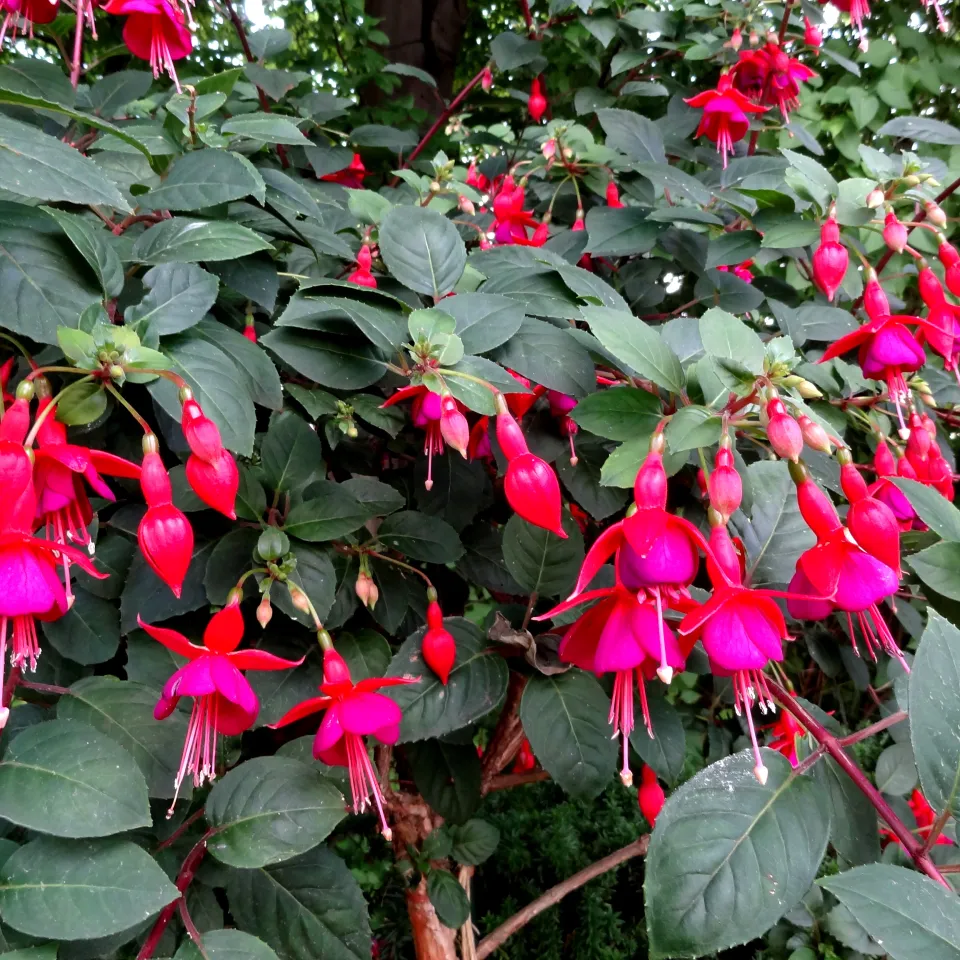 Kübelpflanzen richtig einräumen, gesund überwintern