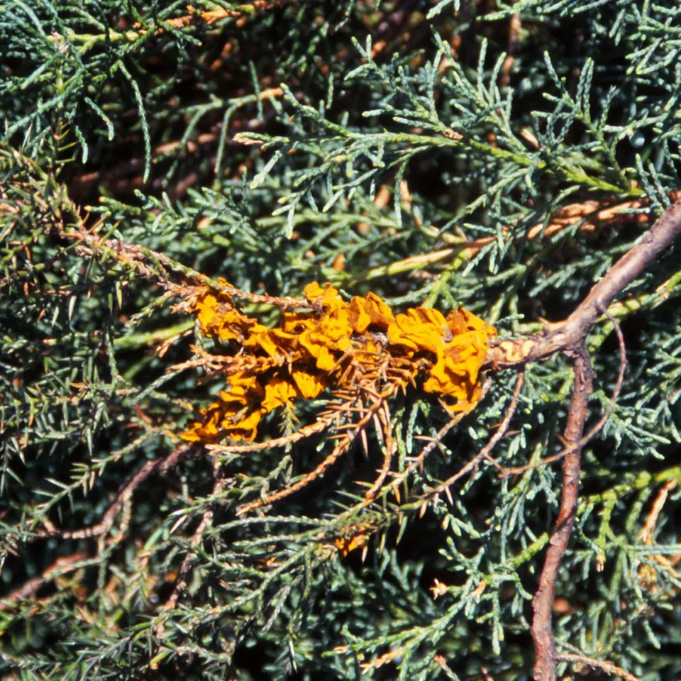 Sporeninvasion vom Wacholder bei Birnbäumen