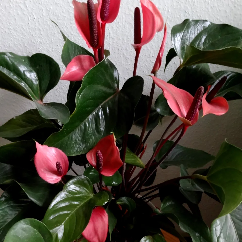 Was Zimmerpflanzen krank macht