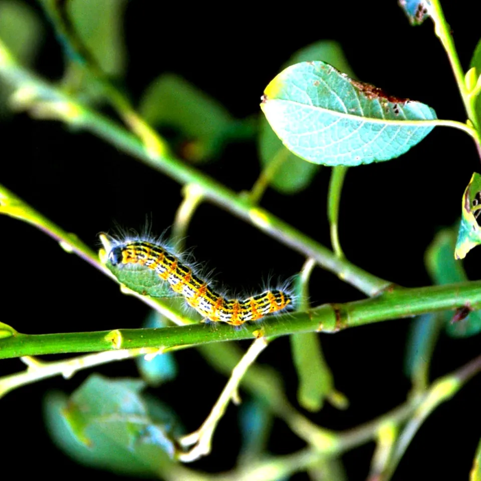 In Sommernächten flattert der Mondvogel um die Weiden
