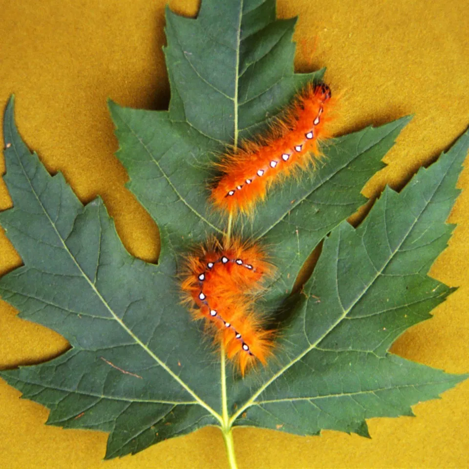 Ahorn- oder Rosskastanieneulen schädigen Laubgehölze