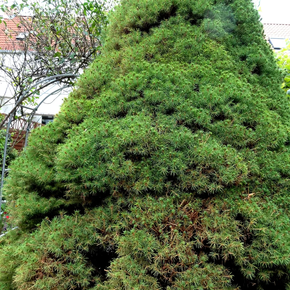 Nadelholzspinnmilben lassen Koniferen braun werden