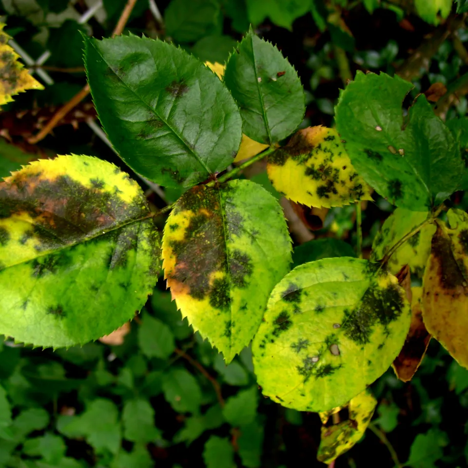 Tückische Pilze plagen die Rosen schon im Frühjahr
