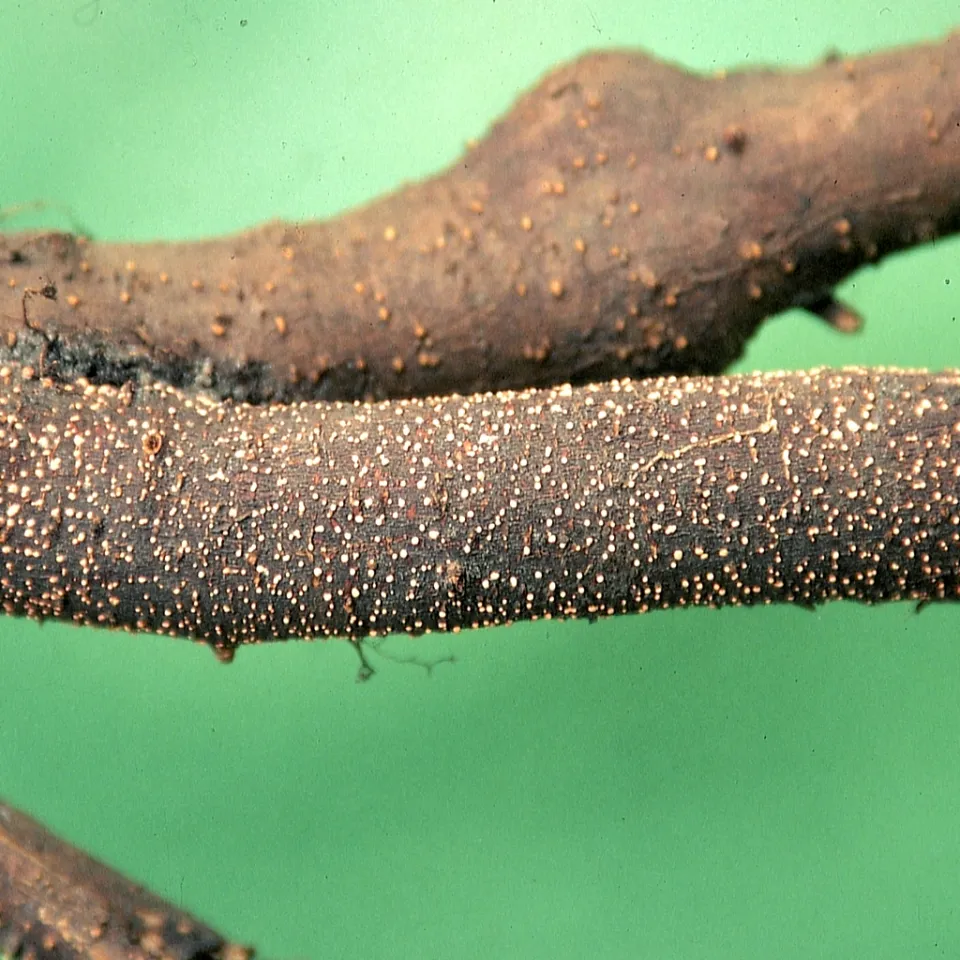 Die Rotpustelkrankheit wird oft unterschätzt