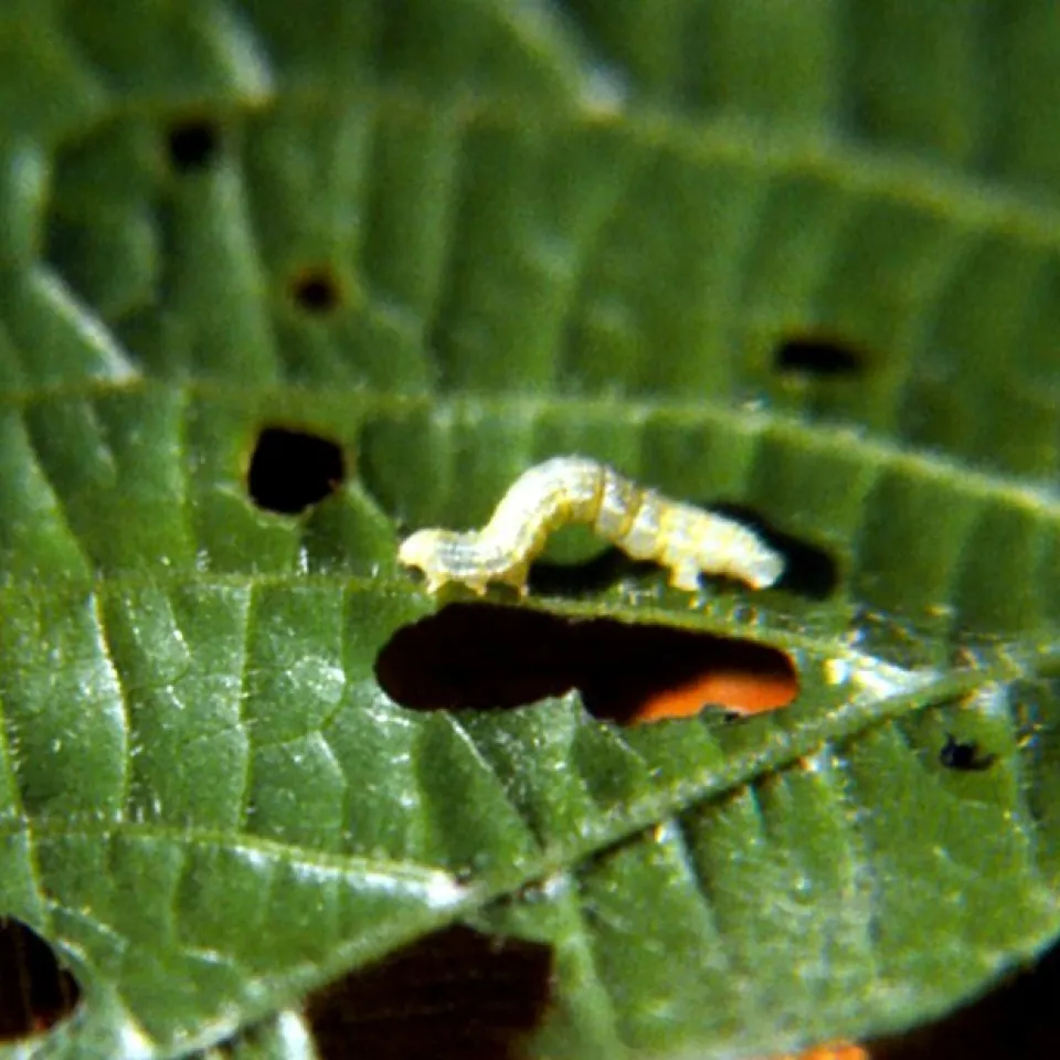 Frostspanner-Schmetterlinge werden abends munter