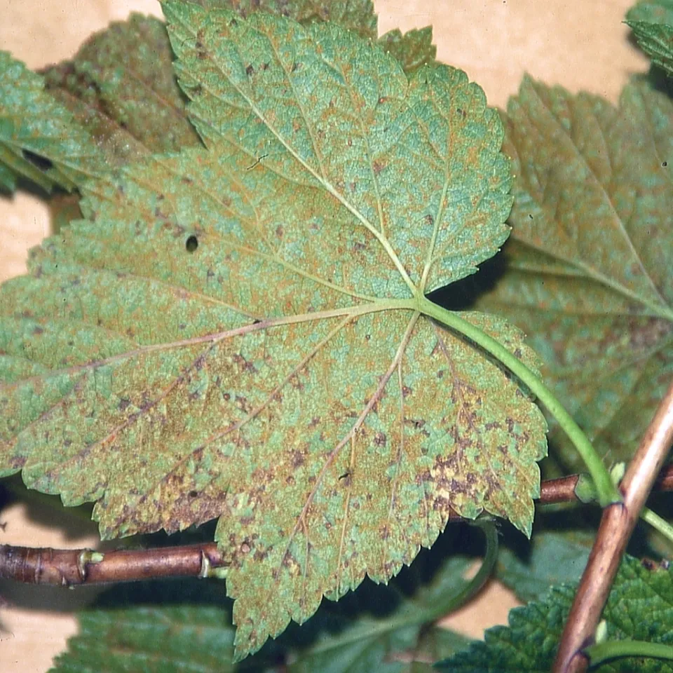 Der Weymouthskiefernblasenrost