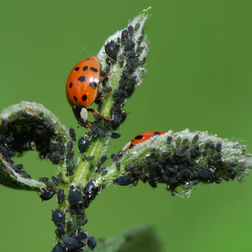 Biologische Pflanzenschutzverfahren im Aufwind