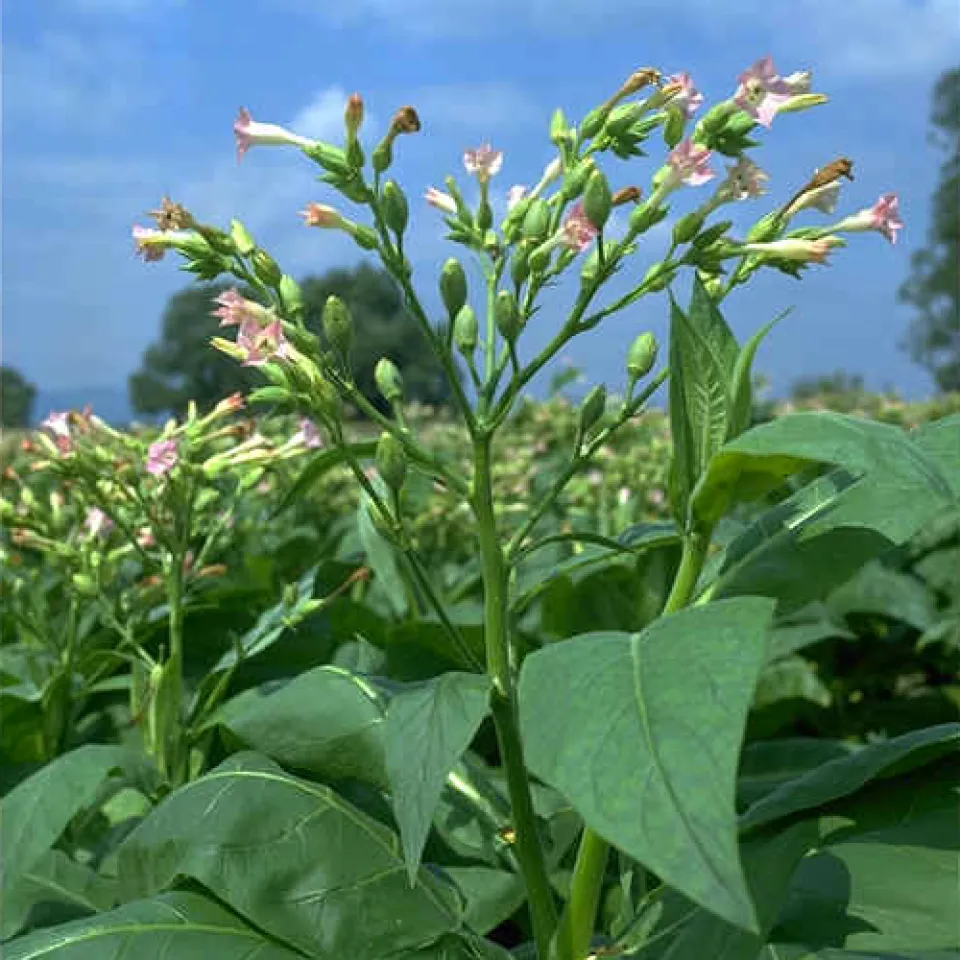 Wo der Tabak wächst …