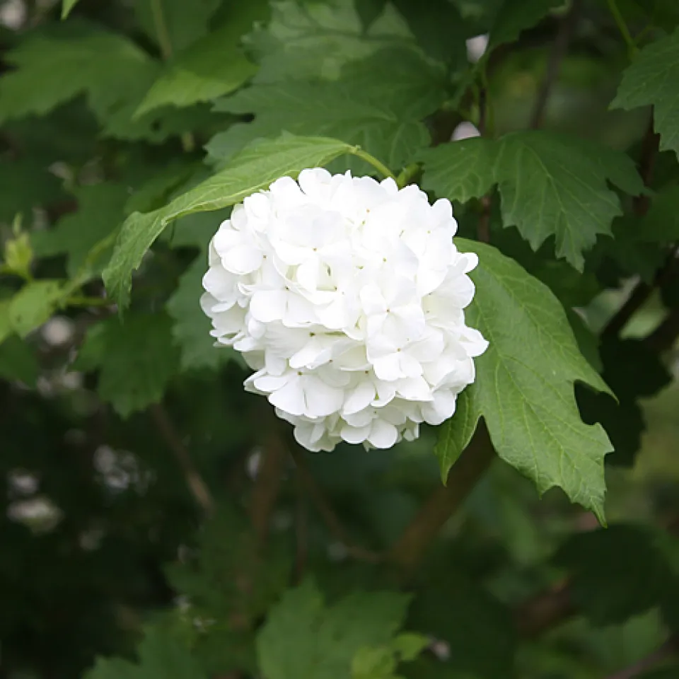 Blattkäfer gefährdet den Schneeball 