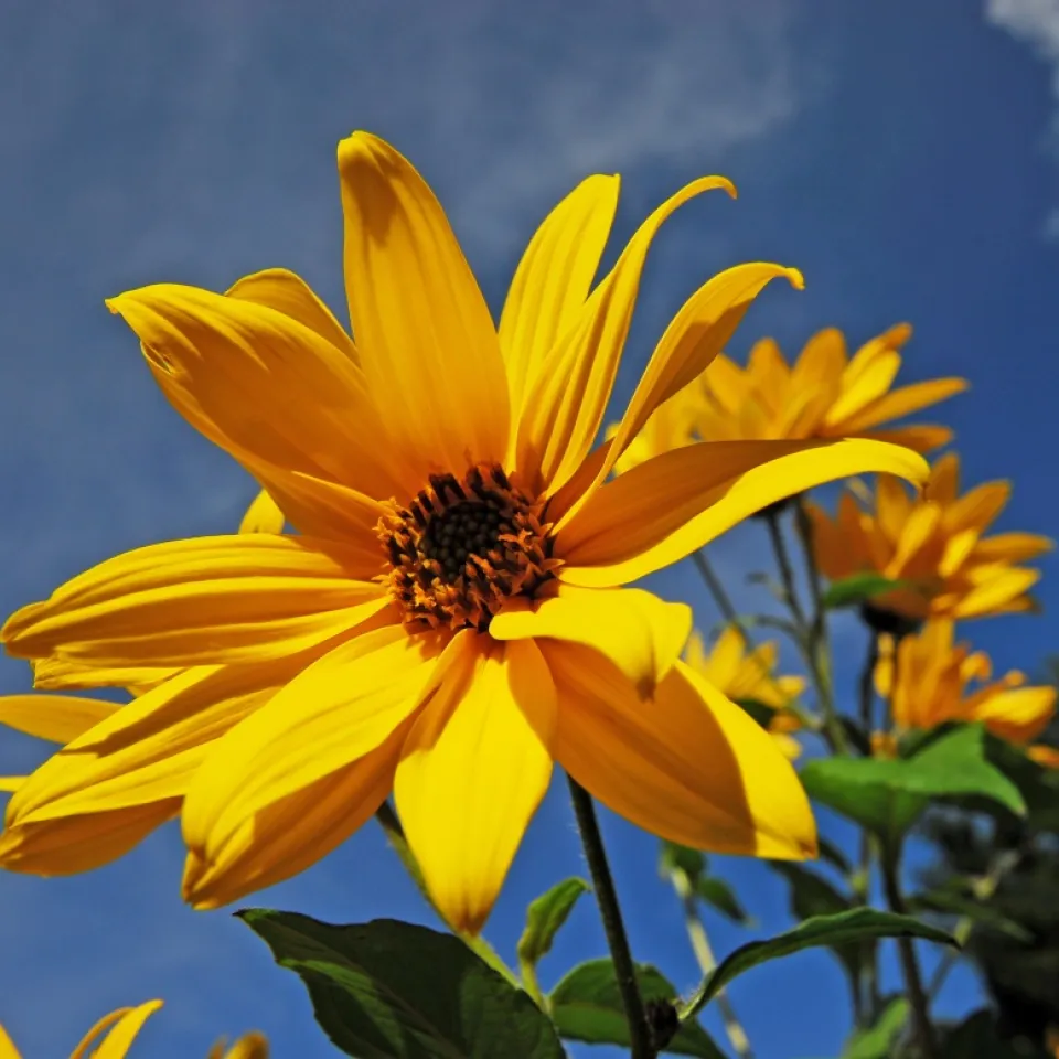 Topinambur: gesund, schön und vielseitig