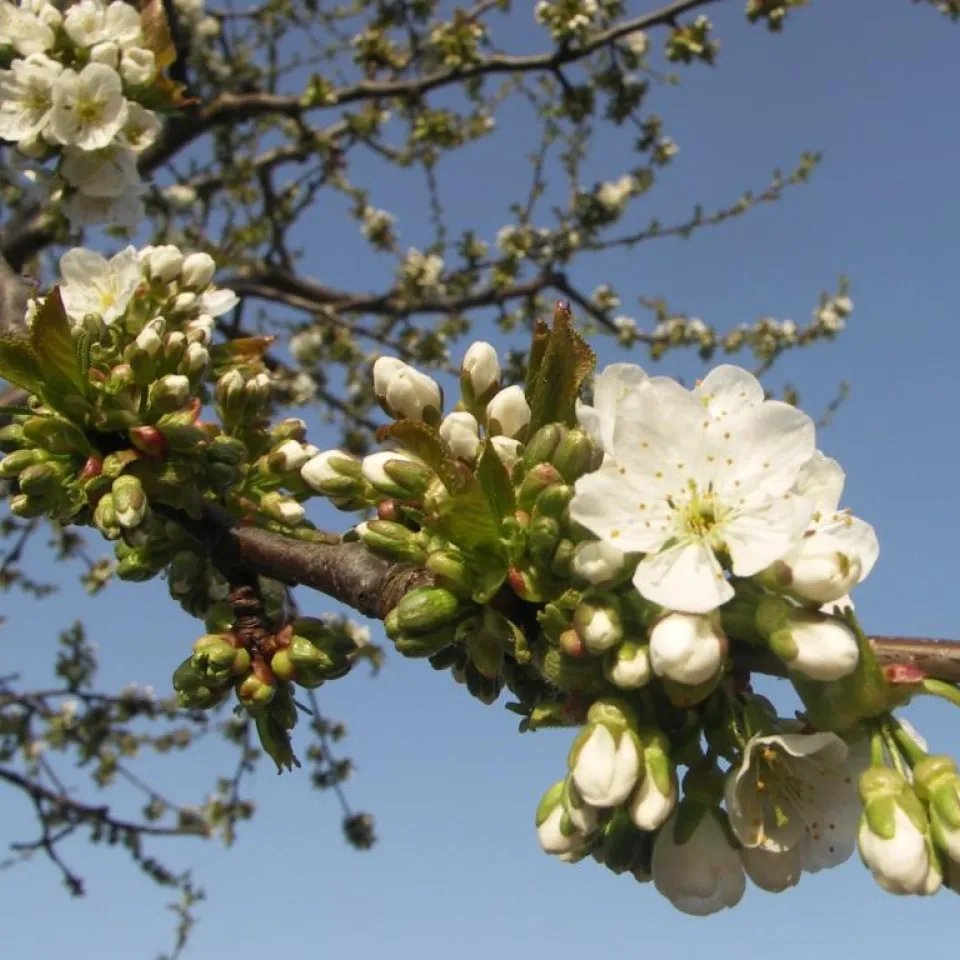 Ein offenes Ohr für Hobbygärtner