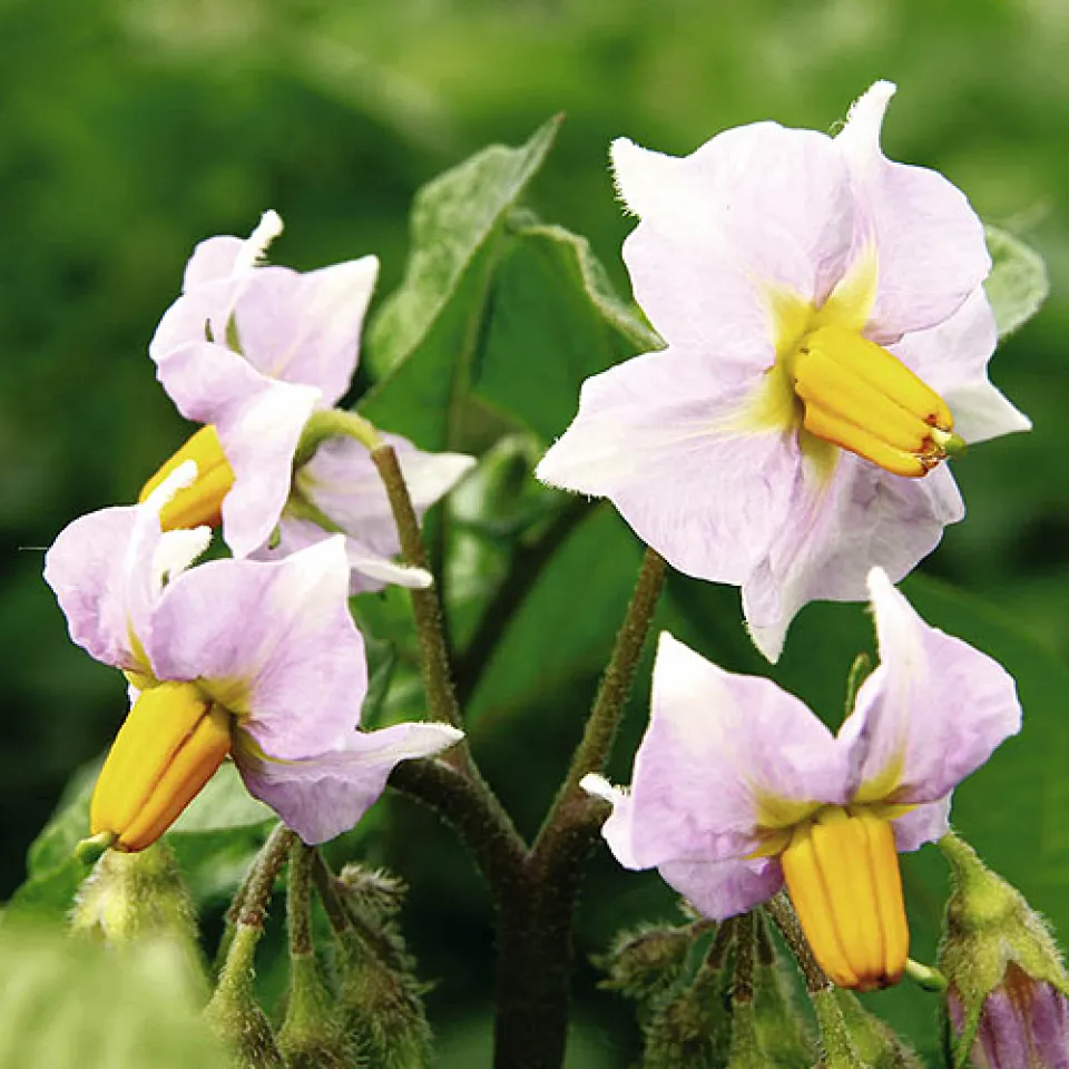 Kartoffeln aus dem eigenen Garten 