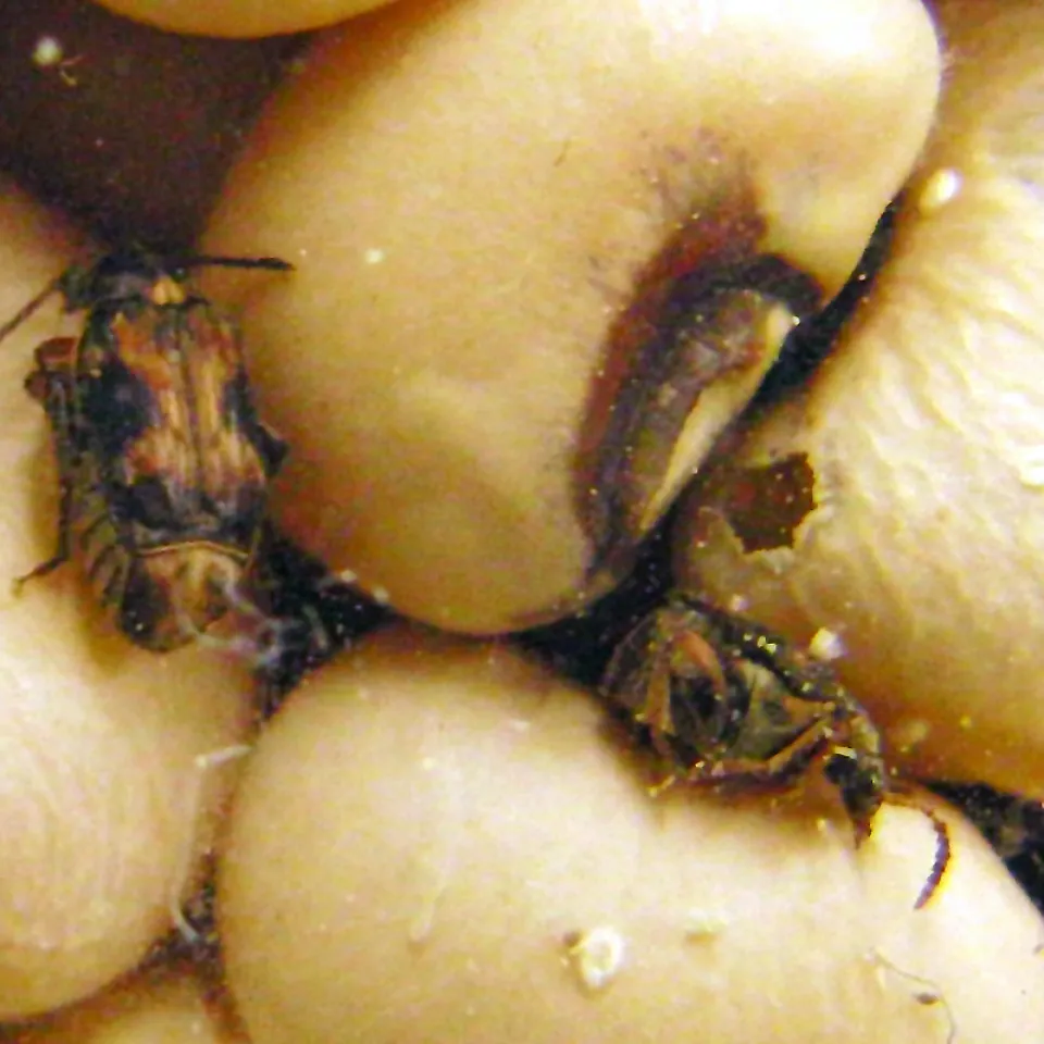 Lauschangriff auf Kornkäfer