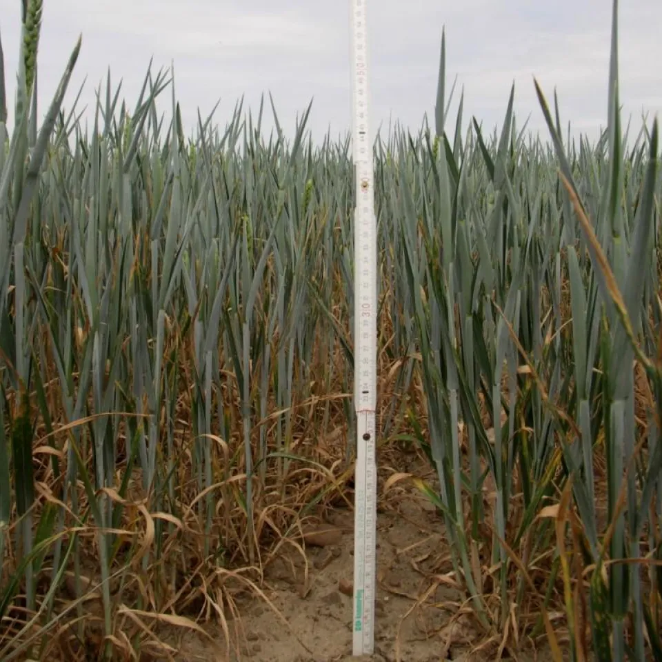 Allzu schönes Wetter bereitet Landwirten Sorgen