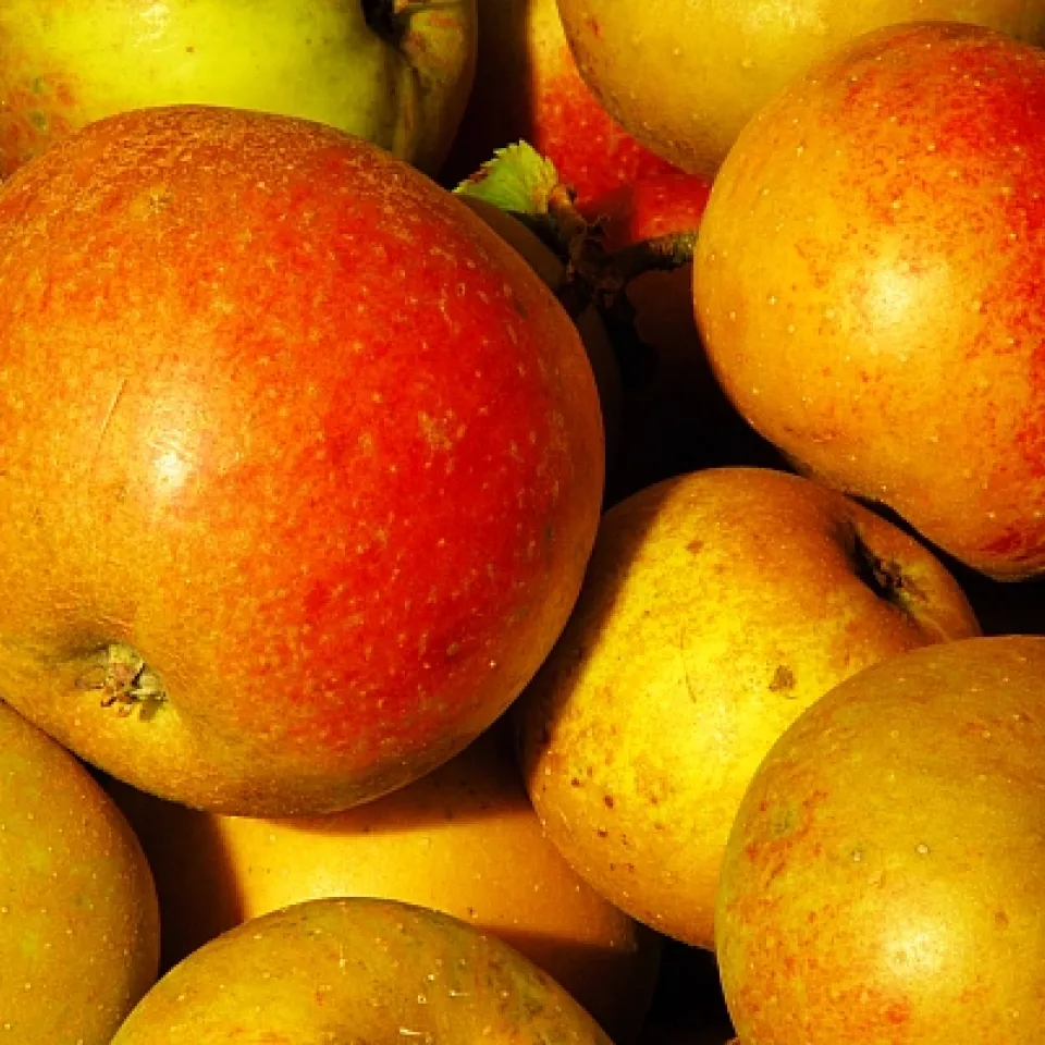 Ein Festtag für Elstar, Jonagold & Co.