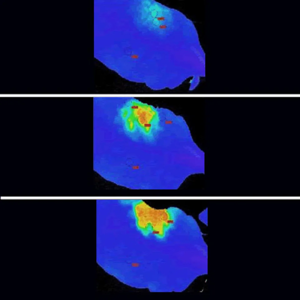 Früherkennung von Pflanzenschädlingen mit „blauem Licht“ 