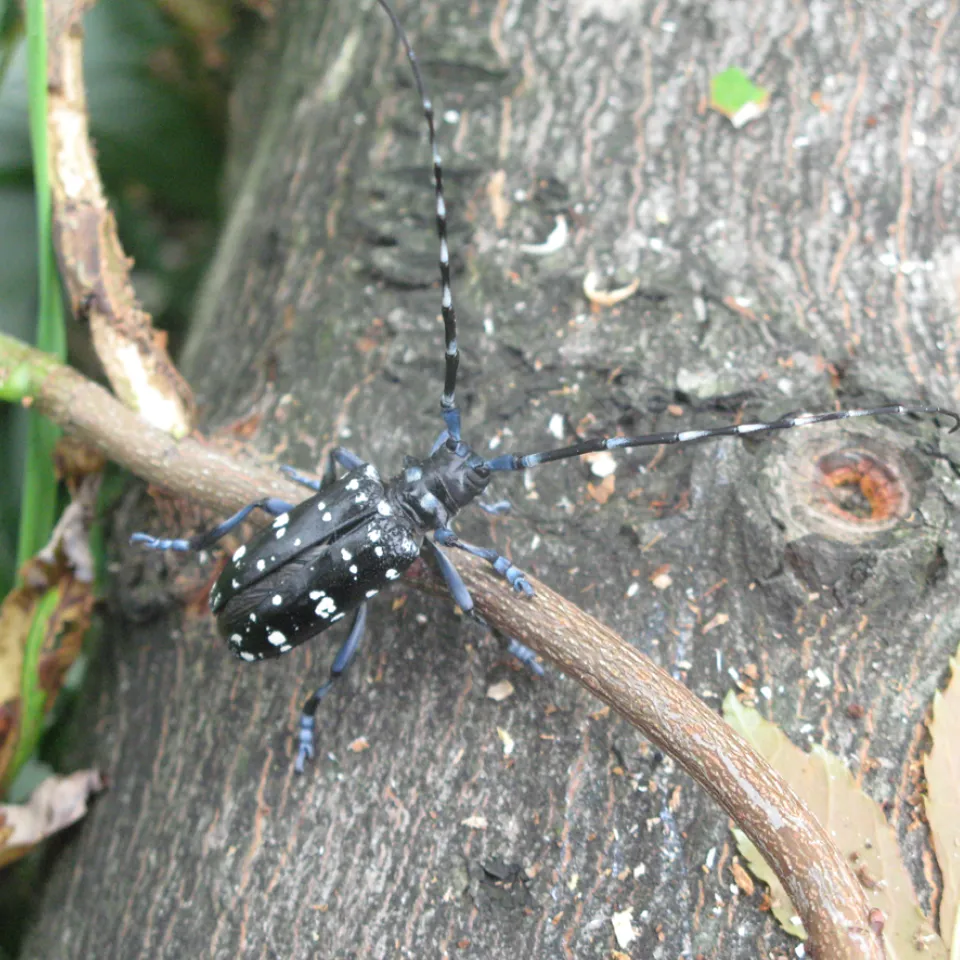In Europa unerwünscht – der Zitrusbockkäfer 