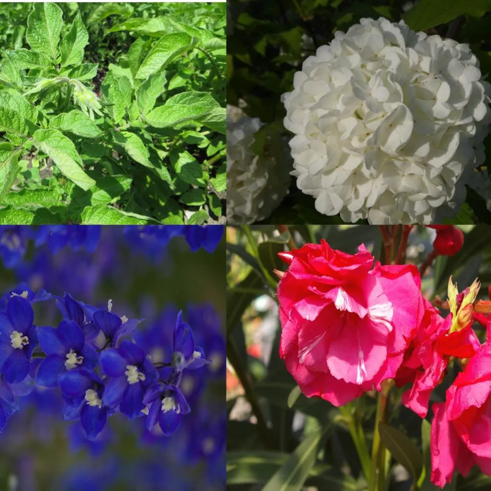 Aufruf zur Wahl der "Giftpflanze des Jahres 2015"