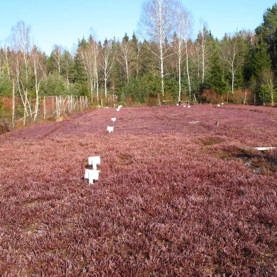 Wissenswertes über Cranberries