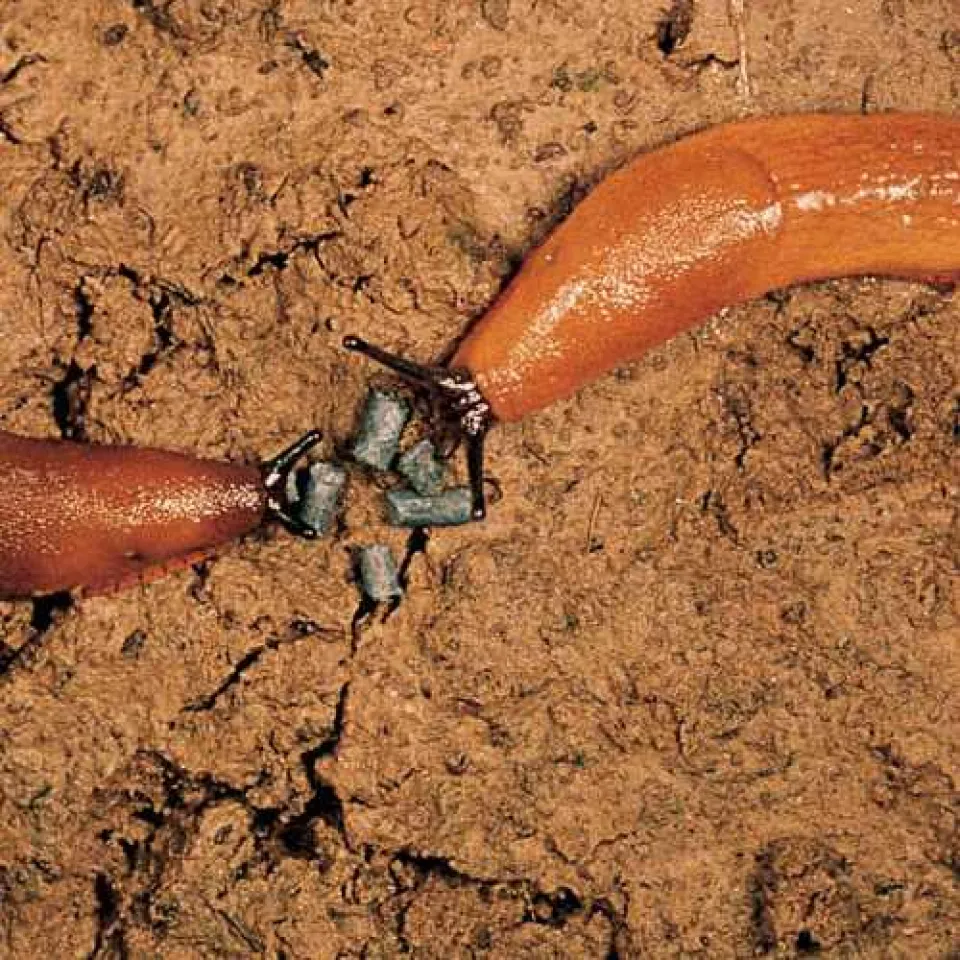 Was tun Ackerbauprofis gegen die Schneckenplage?