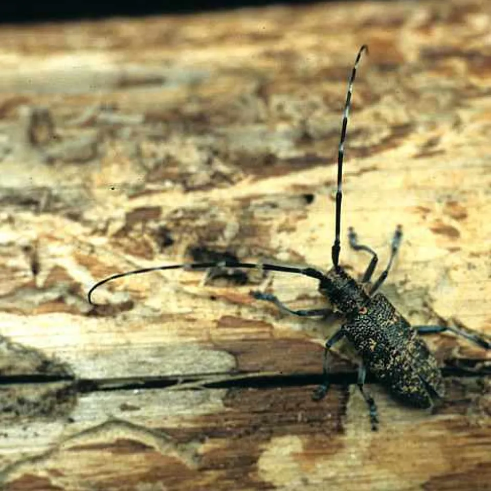 Kiefernholznematoden: Blinde Passagiere im Holz