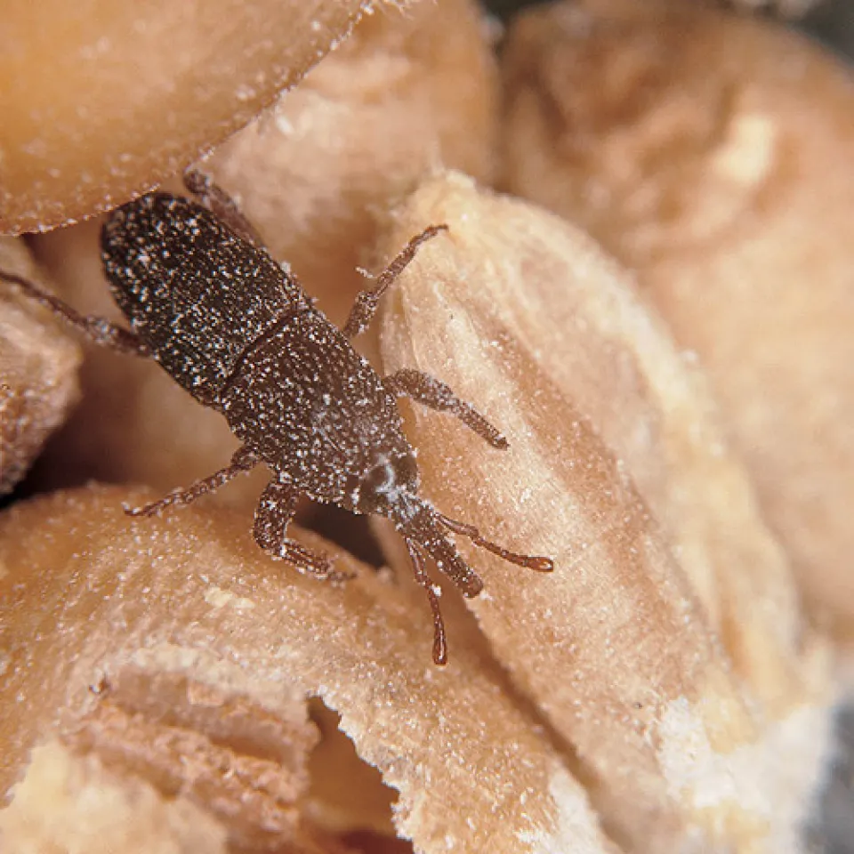 Sauberes Getreide für leckere Backwaren
