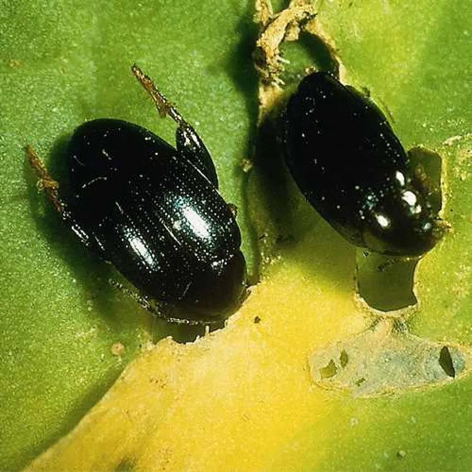 Der Rapserdfloh ist wieder da