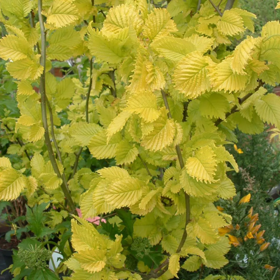 Die Ulme – Opfer von Pilzen und Käfern