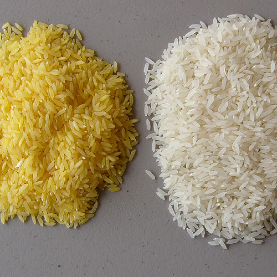 Indien gibt dem „Goldenen Reis“ eine Chance