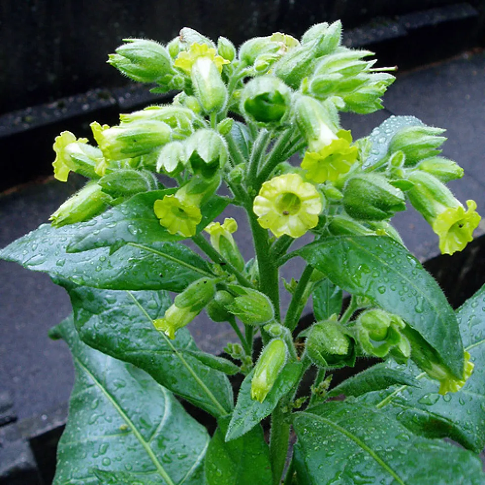 Tabak ist die Giftpflanze des Jahres 2009