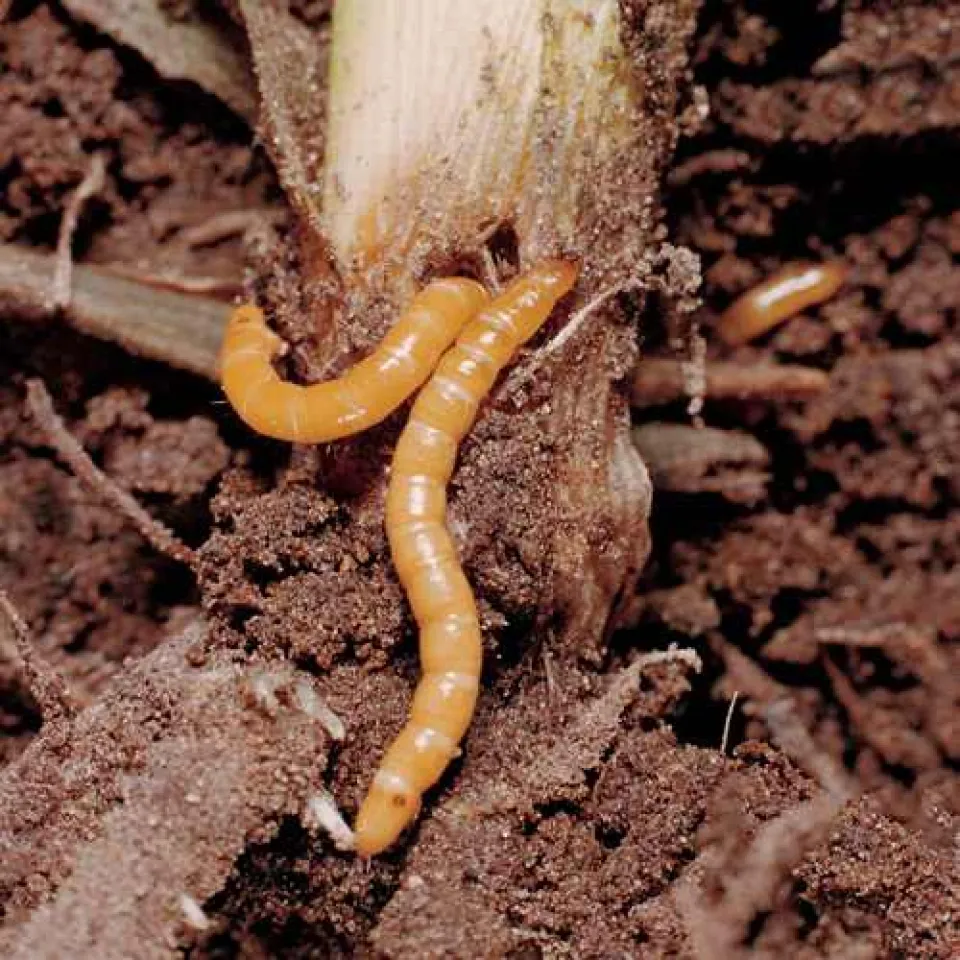 Erdraupen und Drahtwürmer sind kaum zu stoppen