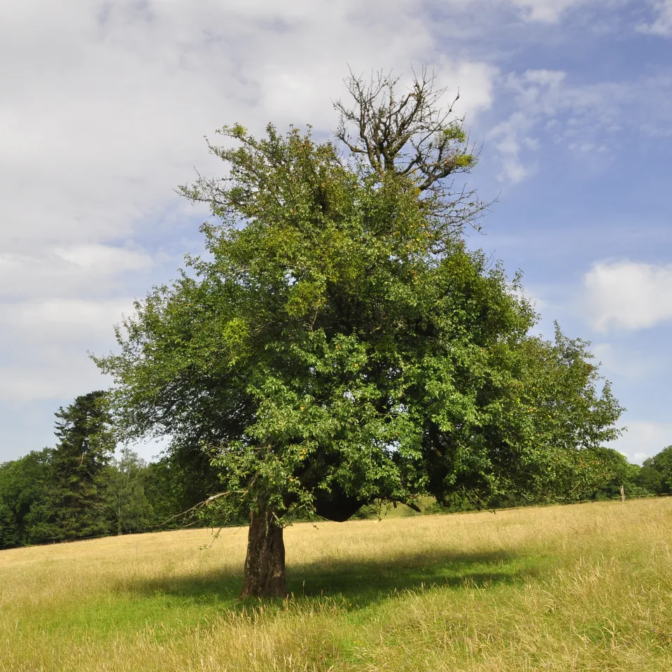Baum des Jahres 2013 ist der Wildapfel