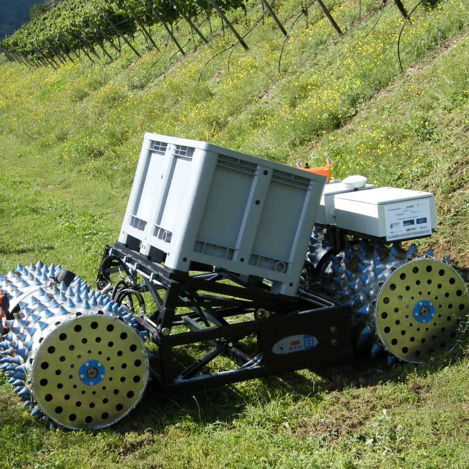 "Geisi" ist stark im Weinberg