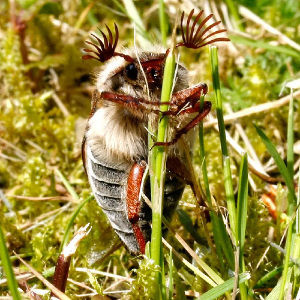 Maikäfer flieg’ – aber bitte nicht alles kahl fressen