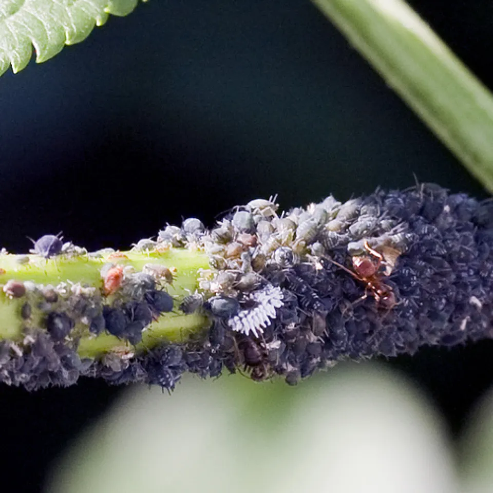 Lästig für Menschen, schädlich für Pflanzen: die Blattläuse 