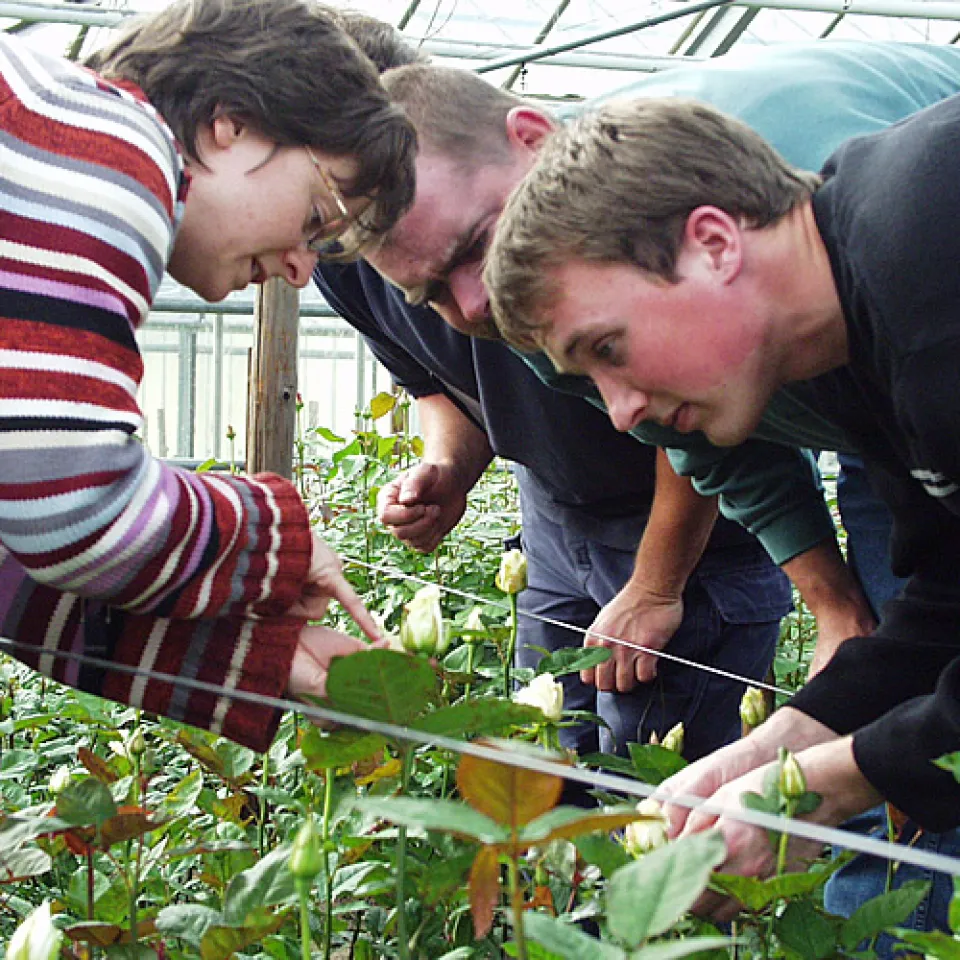 Blütenthrips – Schaderreger an über 200 Zierpflanzen 