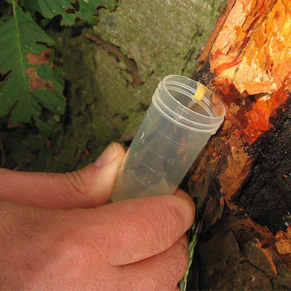 Wenn Kastanien bluten