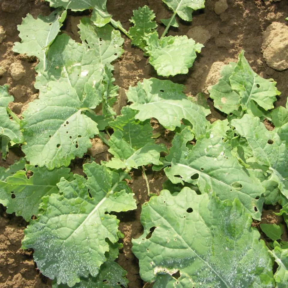 Beizverbot im Raps gefährdet Anbau