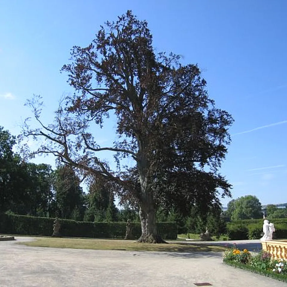 Neue Baumpilze hinterlassen unübersehbare Schäden