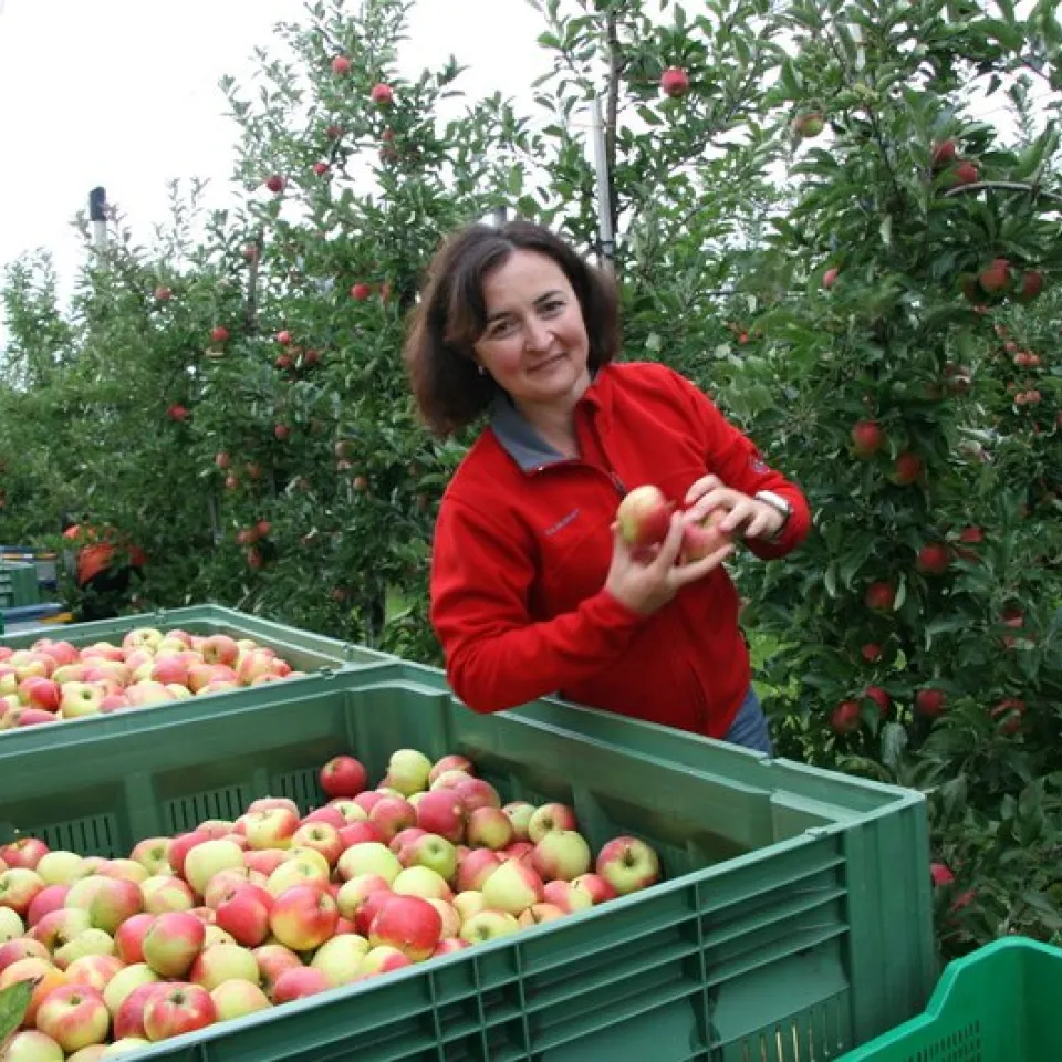 Der Apfel: Karriere von der verbotenen Frucht zur Nummer eins unter den Obstarten