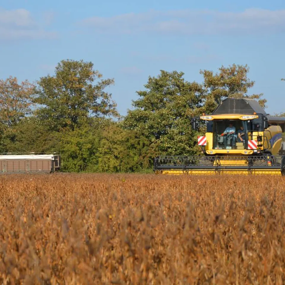 Demnächst große Sojafelder in Deutschland?