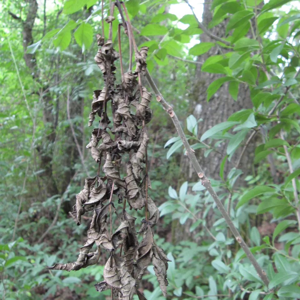 Die Esche ist europaweit gefährdet