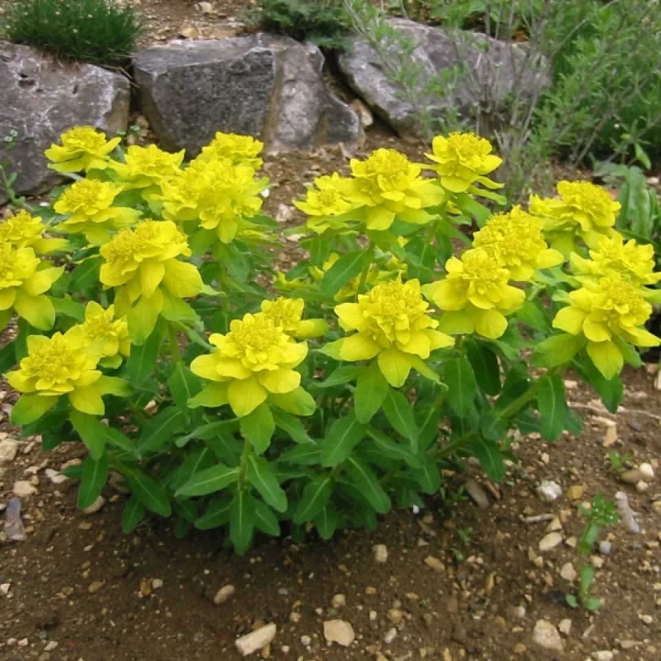 Keine Angst vor Wolfsmilchgewächsen – aber Vorsicht ist geboten!