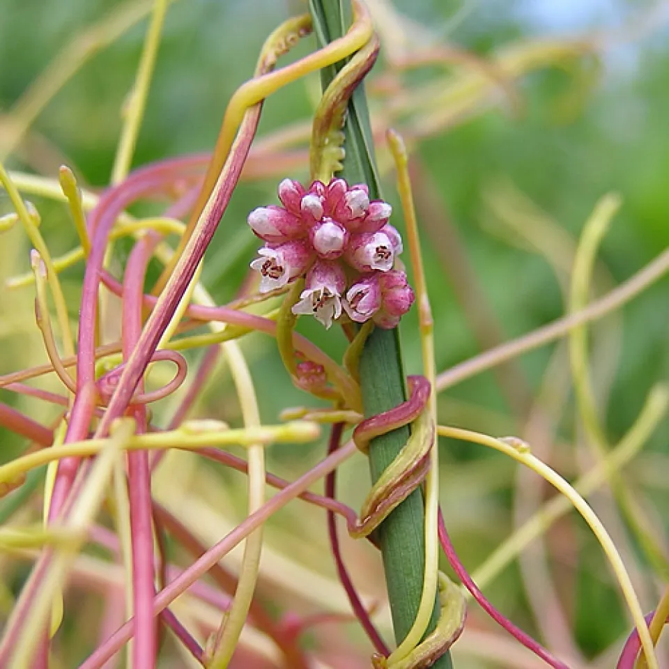 Grüne Gentechnik: Teufelszwirn mit eigener Waffe geschlagen 