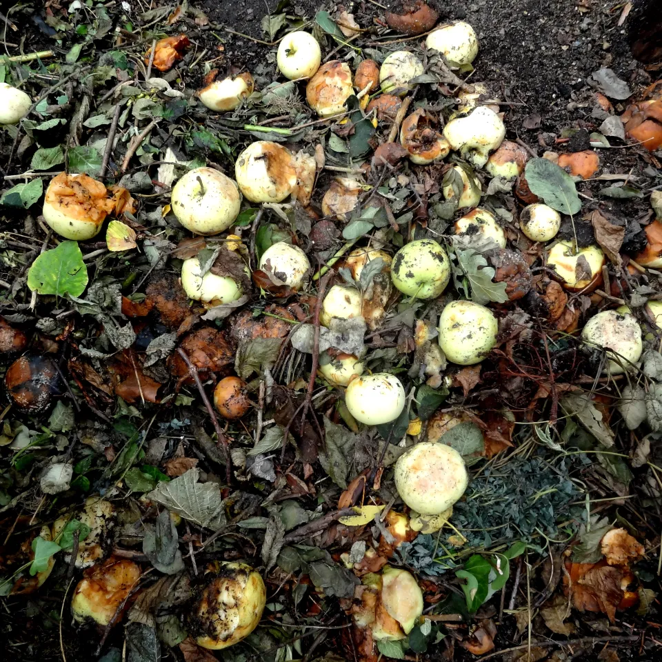 Kompost – das Gold des Gärtners